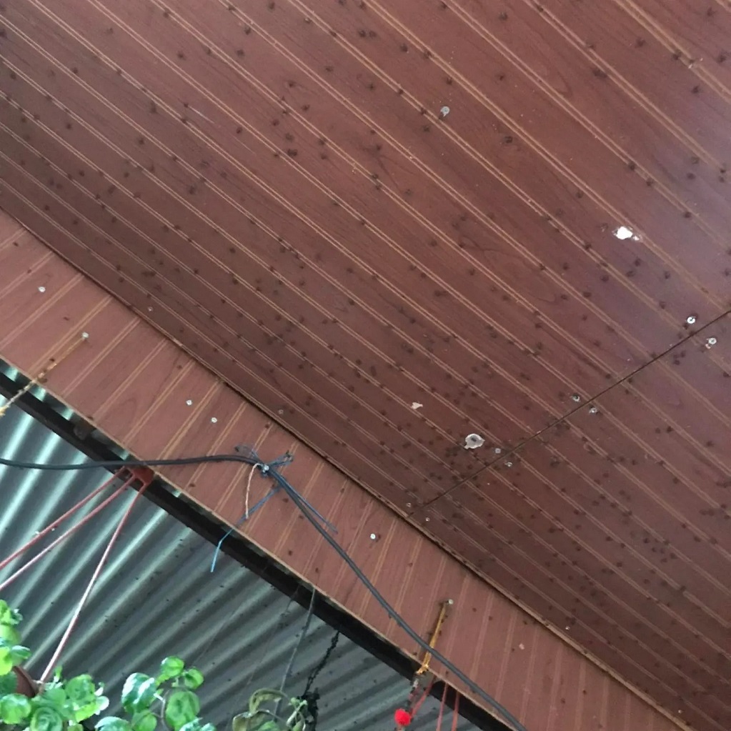 Residentes acusan que plaga de moscas por avícola de Las Coimas aún continúa