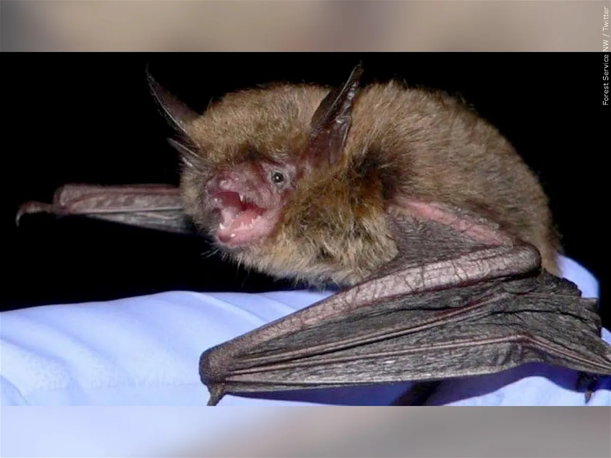 Encuentran murciélago que dio positivo a rabia en pleno centro de Putaendo